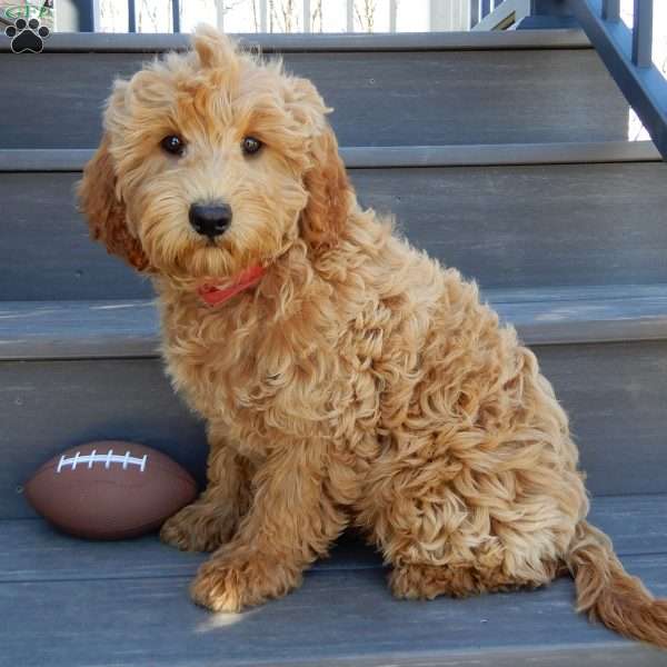 Hunter, Mini Goldendoodle Puppy